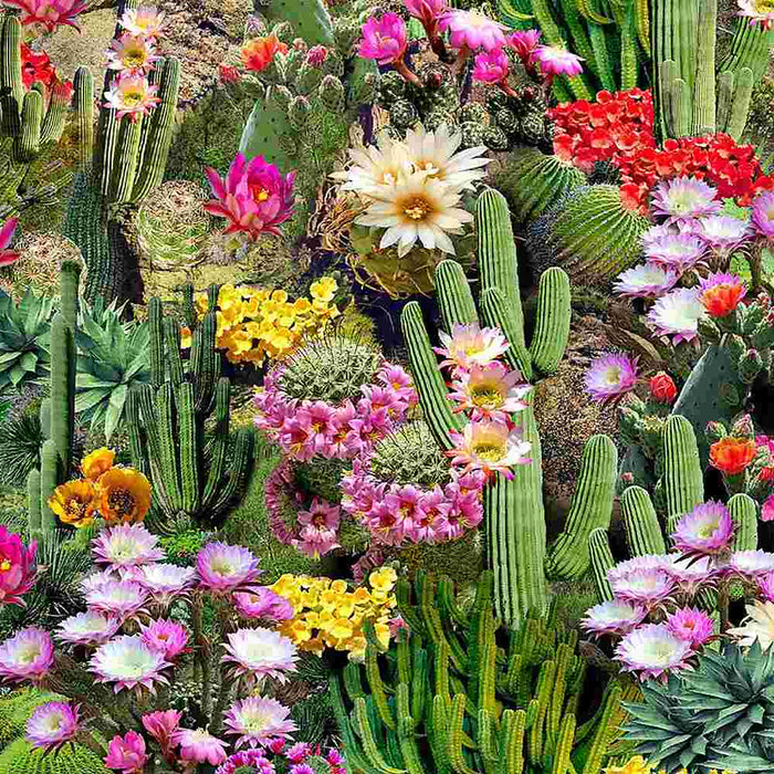 Southwest - Cactus Flowers Bloom in Multi - Half Yard